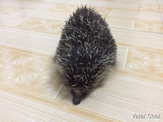 Hedgehog