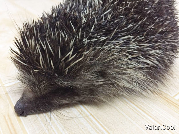 Hedgehog
