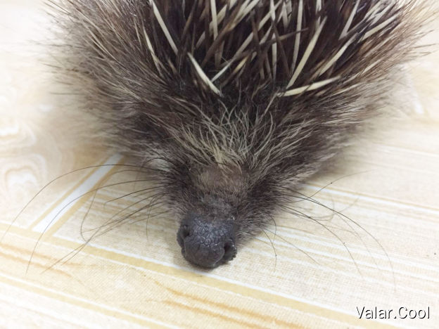 Hedgehog