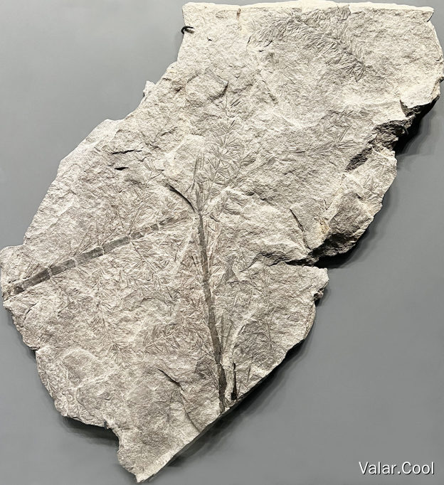 Asterophyllites