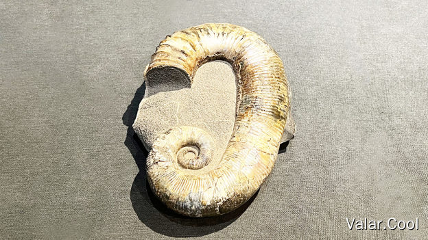 Ancyloceras cretaceous