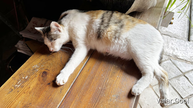 状元家的猫