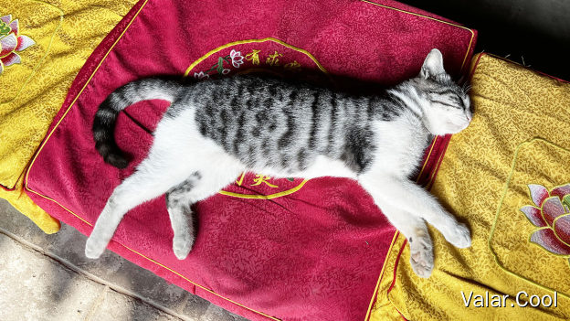 崇福寺猫