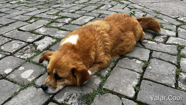 大黄狗