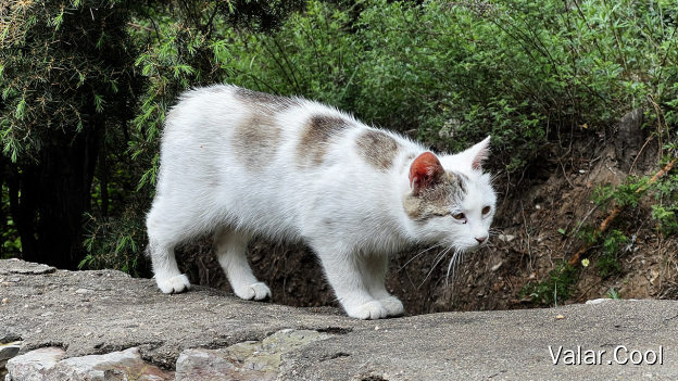 白狸花猫