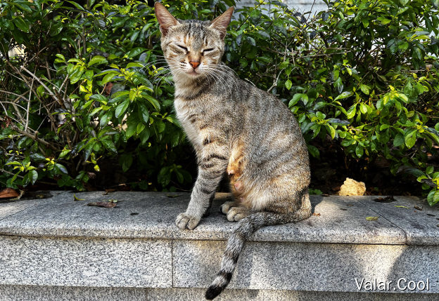 猫妈妈