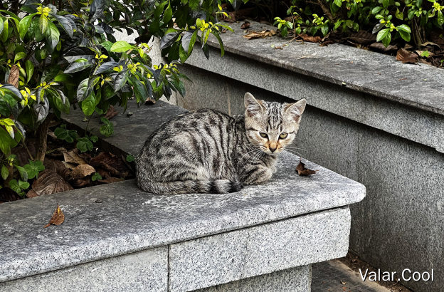 猫娃子