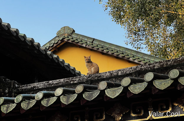 橘猫